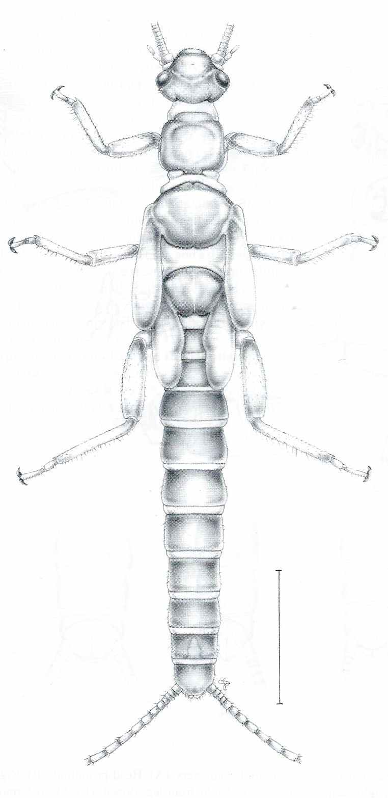 zclaasseni